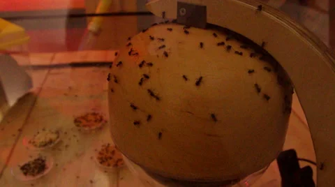 Ant or Formicidae in aquarium. 動画素材 34652680
