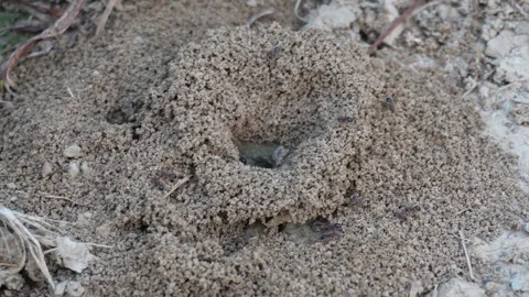 Ant or termite mound Stock Footage 332557662