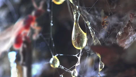 Ant is out of focus. Fly stuck in resin of pine tree. View macro insects Stock Footage 140176163