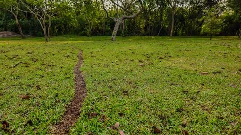 Ant path between grasses in the park Foto stock