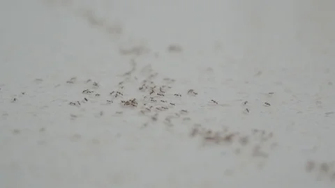 Ant path crawling on tile close-up Stock Footage 126969665