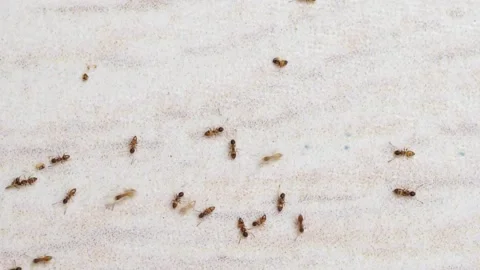 Ant Path - Top view of a group of moving ants on a white background. 스톡 동영상 169243725
