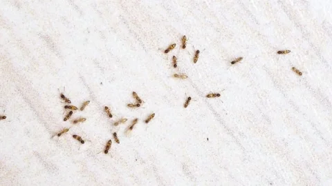 Ant Path - Top view of a group of moving ants on a white background. 스톡 동영상 169243778