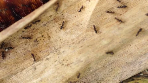 Ant Path - Top view of a group of moving ants on a white background. 스톡 동영상 169243828