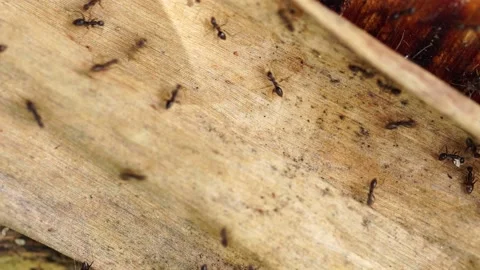 Ant Path - Top view of a group of moving ants on a white background. Stock Footage 169243871