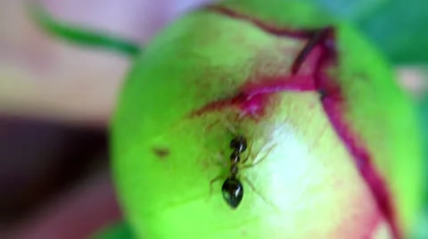Ant on peony flower 1 Stock Footage 24685389
