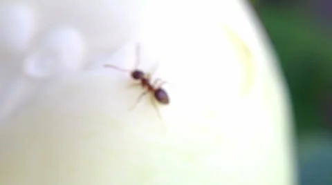 Ant on peony flower 2 Stock Footage 24685517