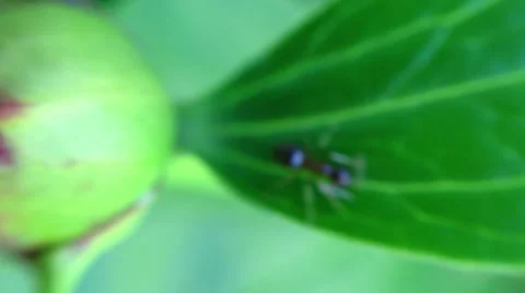 Ant on peony flower 3 Stock Footage 24685593