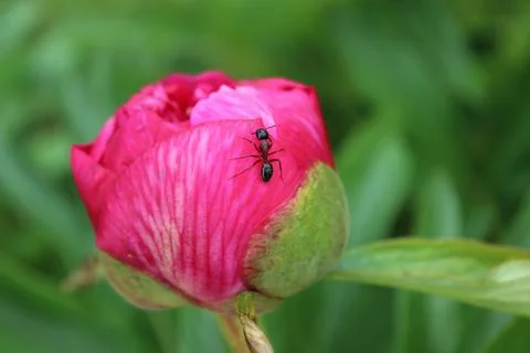 Ant on a peony Stock Photos