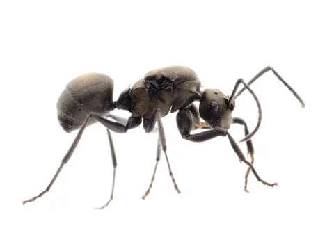 Ant Stock Photos
