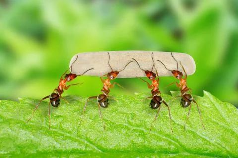 Ant Stock Photos