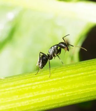 Ant Stock Photos