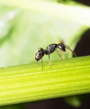 Ant Stock Photos
