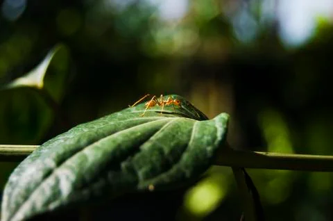 Ant Foto stock