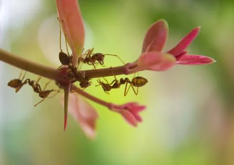 Ant Stock Photos