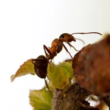 Ant Stock Photos