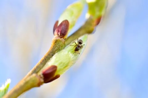 Ant Stock Photos