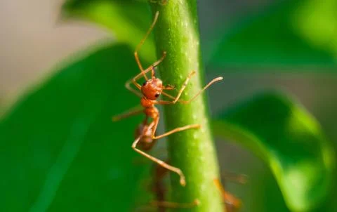 Ant Stock Photos