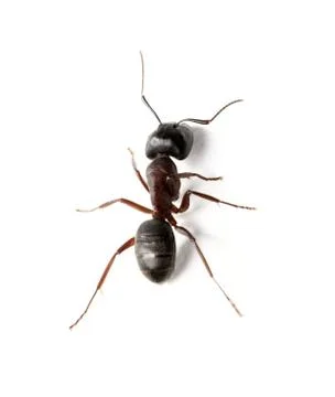 Ant Stock Photos