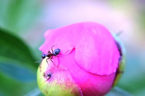 Ant Stock Photos