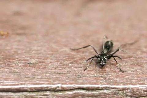 Ant Stock Photos