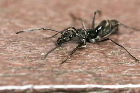 Ant Stock Photos