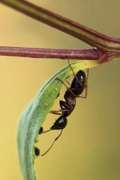 Ant 스톡 사진