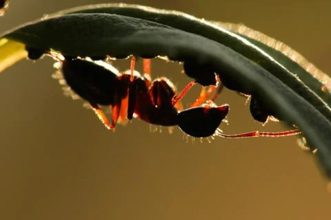 Ant 스톡 사진