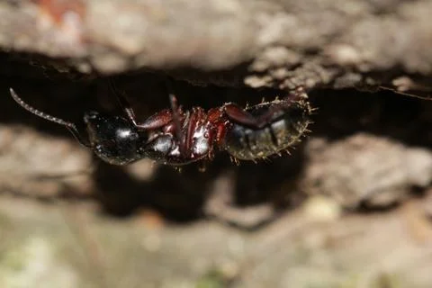 Ant 스톡 사진