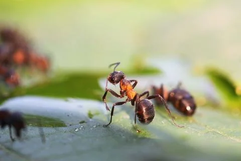 Ant Stock Photos