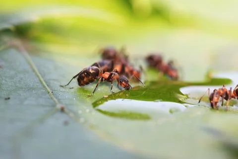 Ant Stock Photos