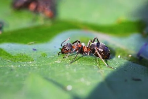 Ant Stock Photos