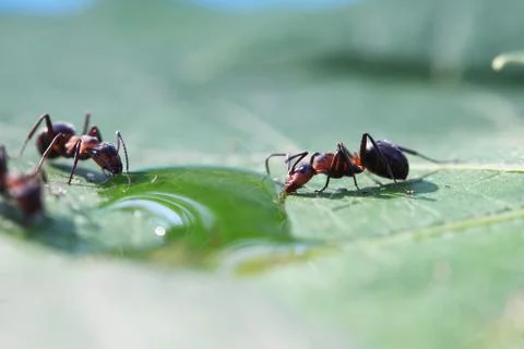 Ant Foto stock