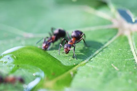 Ant Stock Photos