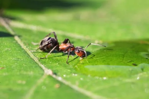 Ant Stock Photos