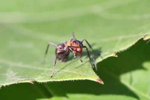 Ant Stock Photos