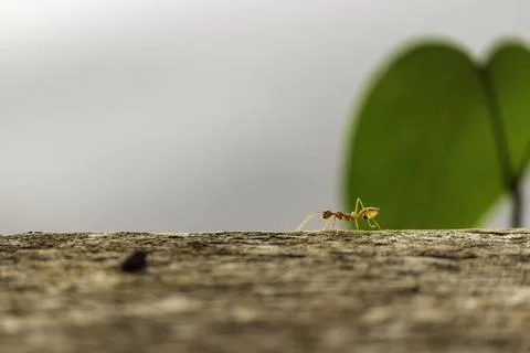 The ant Stock Photos
