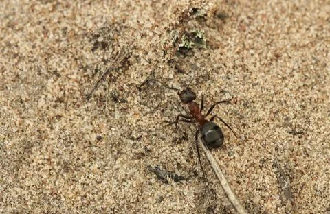 Ant Stock Photos