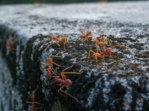 The ant Stock Photos