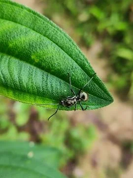 Ant Stock Photos