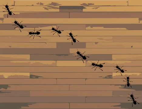 Ant Foto stock