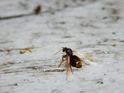 Ant Stock Photos