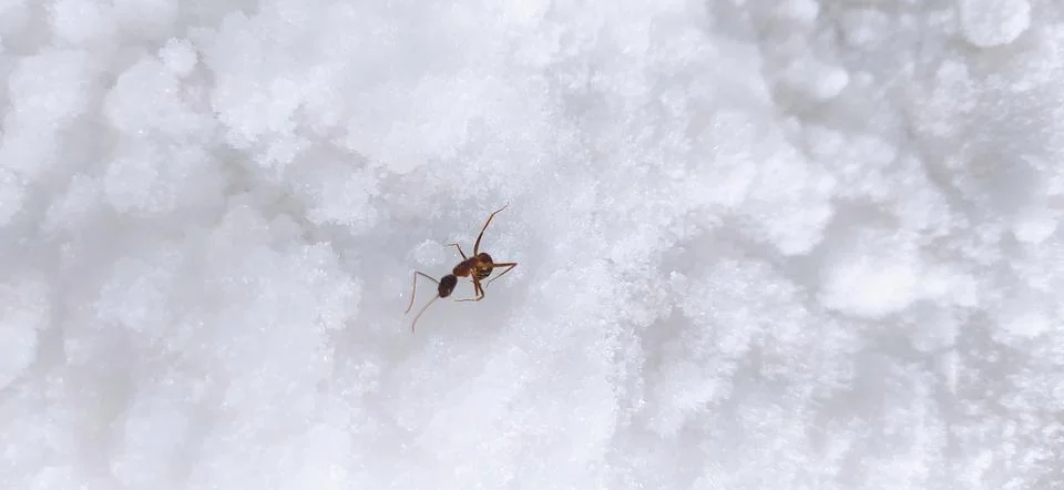 Ant Stock Photos