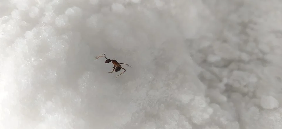 Ant Stock Photos