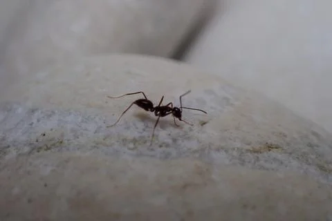 Ant 写真素材