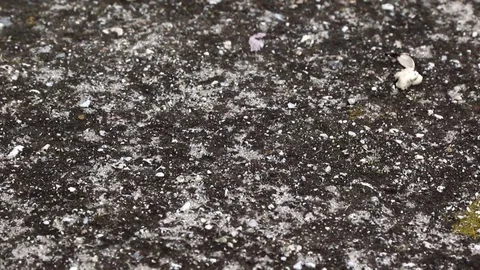 Ant picking up and moving sunflower seed Stock Footage 78453921