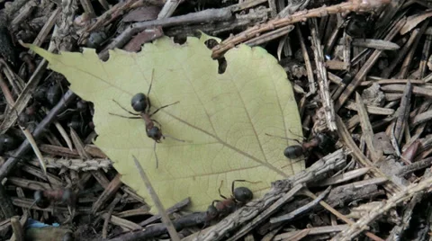 Ant on a piece of paper Video stock 39307048