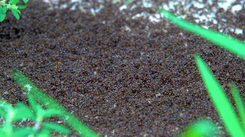 Ant pile Stock Footage 201563154