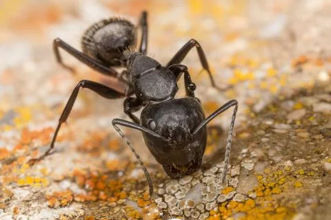 Ant pit stop Stock Photos