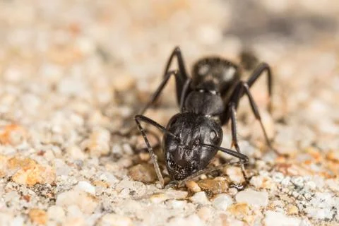 Ant pit stop Stock Photos